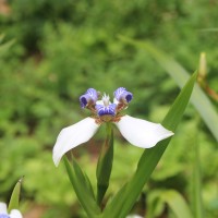 Trimezia gracilis (Herb.) Christenh. & Byng